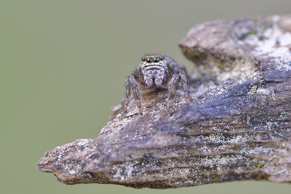 Springspinne