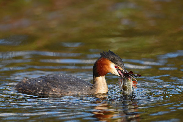 Haubentaucher mit erbeutetem Fisch