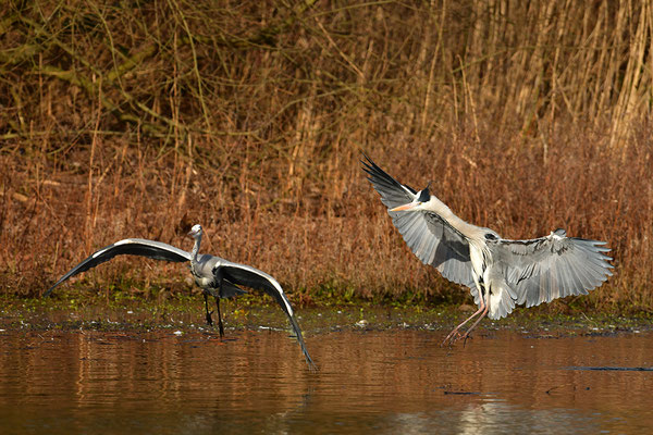 Graureiher im Flug