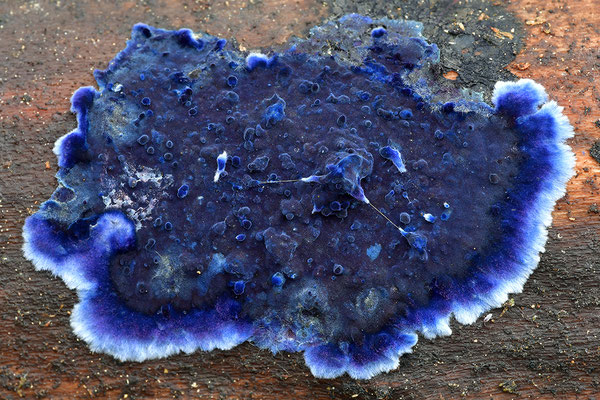 Blauer Rindenpilz