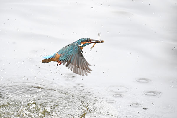 Eisvogel beim Beutefang