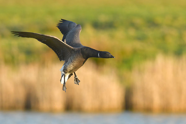 Ringelgans im Flug