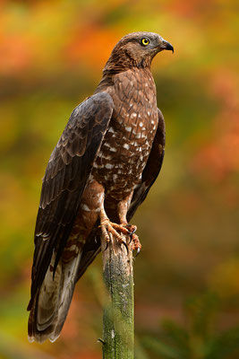 Wespenbussard, Nationalpark Bayrischer Wald Tierfreigelände Neuschönau