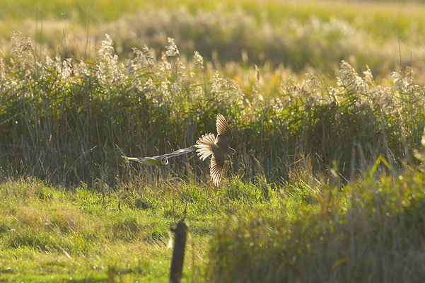 Sumpfohreule im Flug