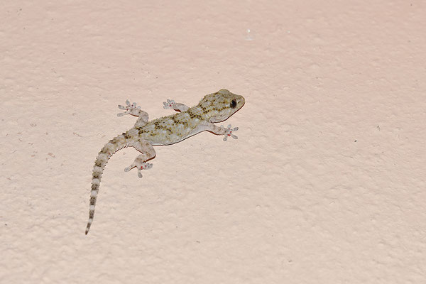 Mauergecko