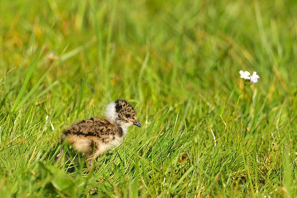 Kiebitz Jungvogel