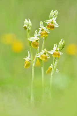 Gelbe Hummelragwurz flavescens