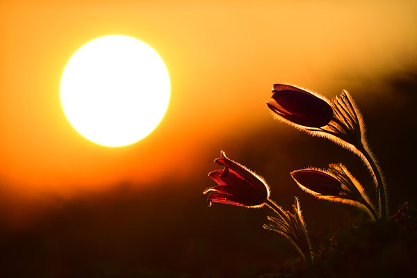 Küchenschelle im Abendlicht