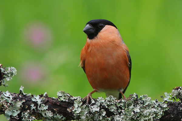 Dompfaff Männchen