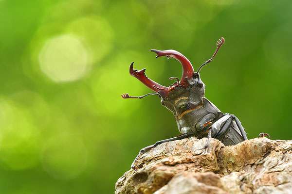 Hirschkäfer Männchen