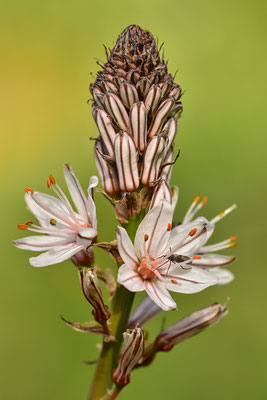 Affodil