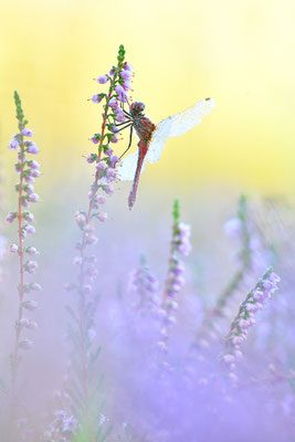 Blutrote Heidelibelle