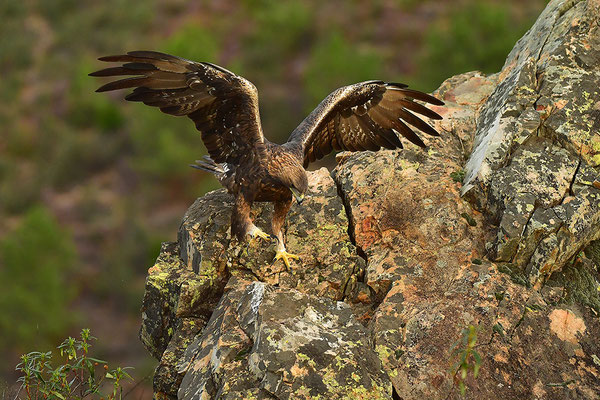 Steinadler