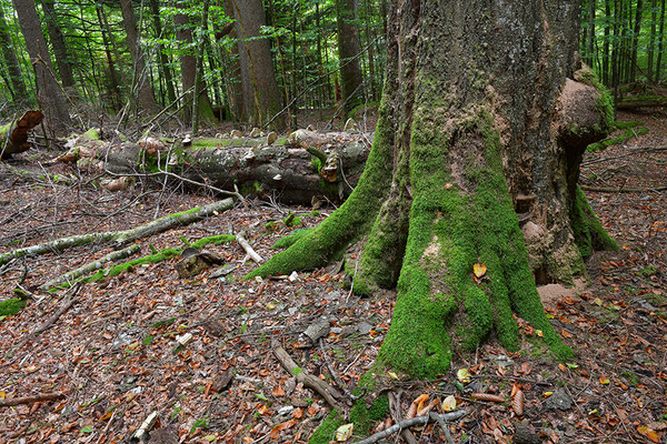 Urwald Bayrischer Wald