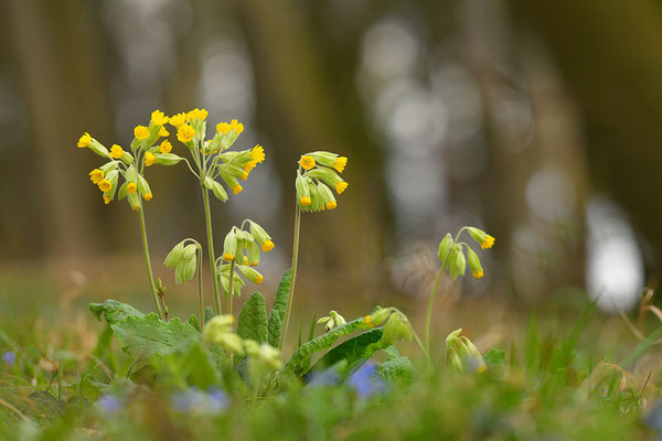 Waldschlüsselblume