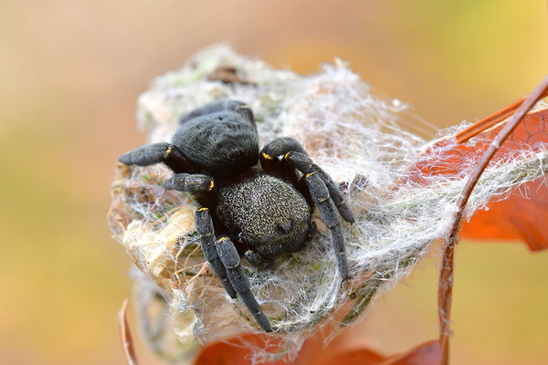 Rote Röhrenspinne, Weibchen
