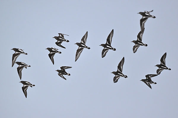 Steinwälzer im Flug