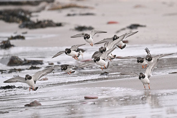 Steinwälzer im Flug