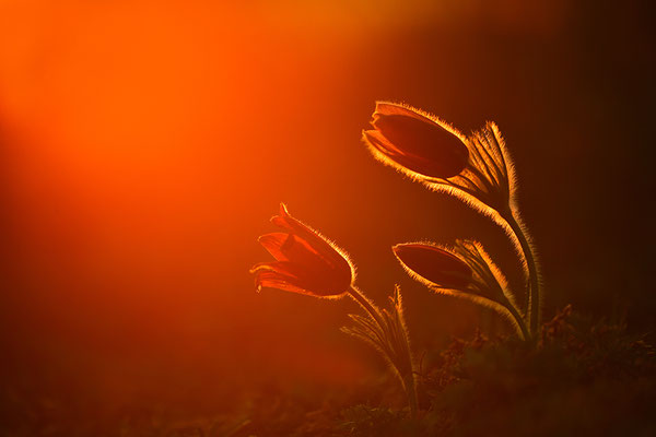 Küchenschelle im Abendlicht