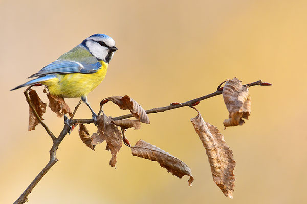 Blaumeise