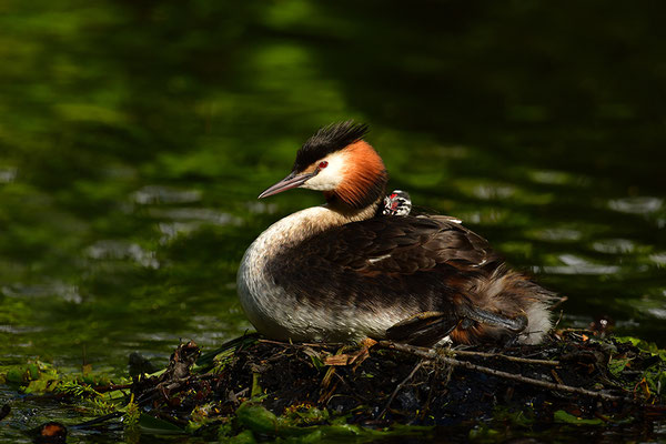 Haubentaucher am Nest
