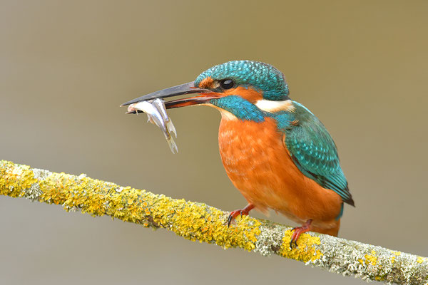 Eisvogel mit Fischen
