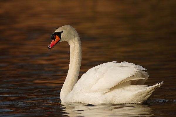 Höckerschwan