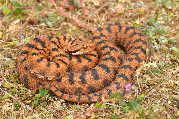Aspisviper