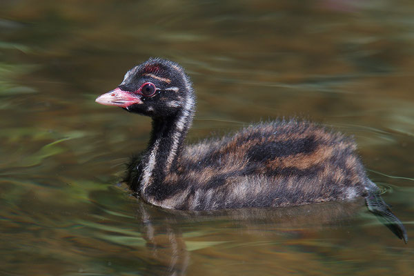 Zwergtaucher Jungvogel