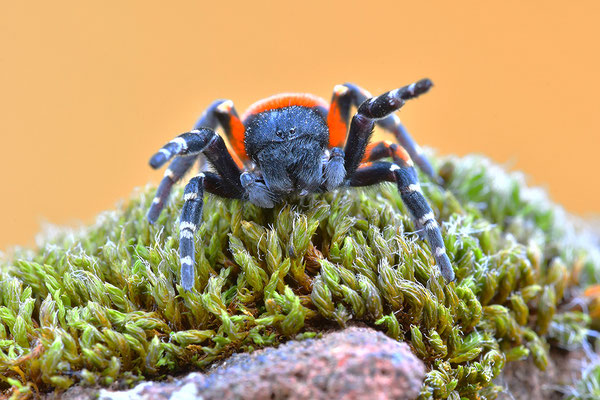 Rote Röhrenspinne, Männchen