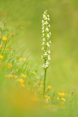 Grüne Waldhyazinthe