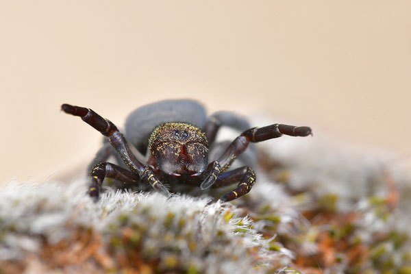 Rote Röhrenspinne, Weibchen