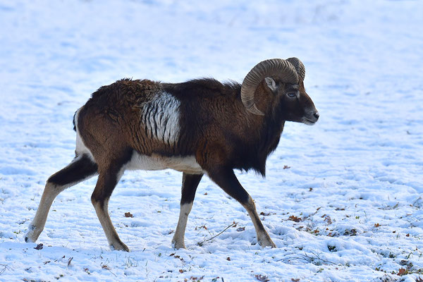 Mufflon
