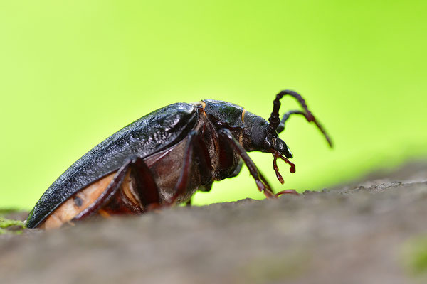 Sägebock