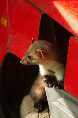Steinmarder im Otterpark Hankensbüttel