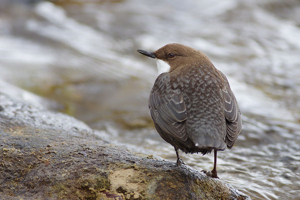 Wasseramsel