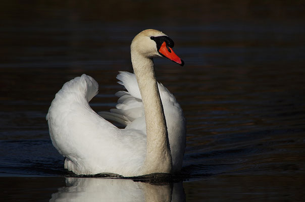 Höckerschwan