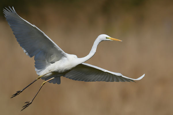 Silberreiher im Flug
