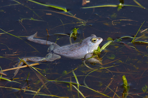 Moorfrosch