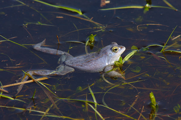 Moorfrosch
