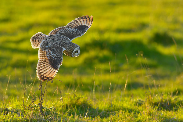 Sumpfohreule im Flug