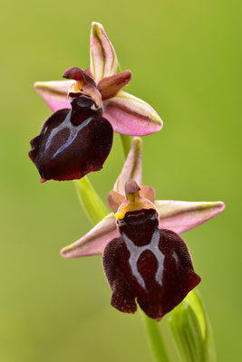 Gregorianische Ragwurz