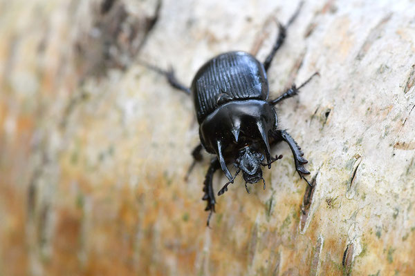 Stierkäfer