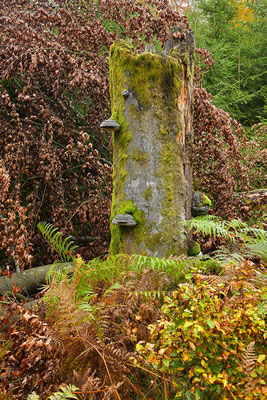 Urwald Nationalpark Eifel