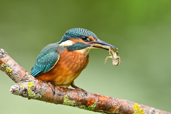 Eisvogel mit erbeutetem Frosch