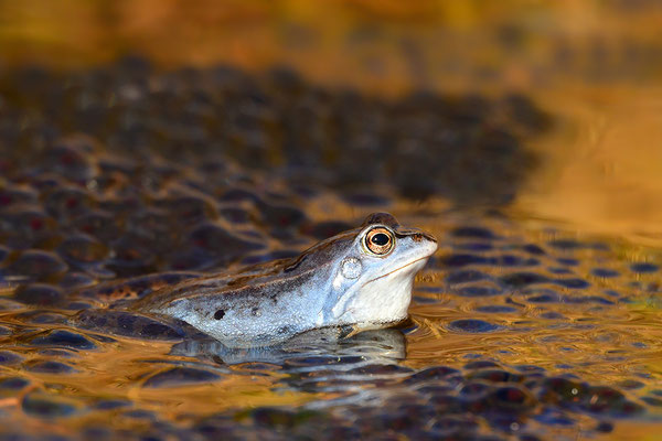 Moorfrosch