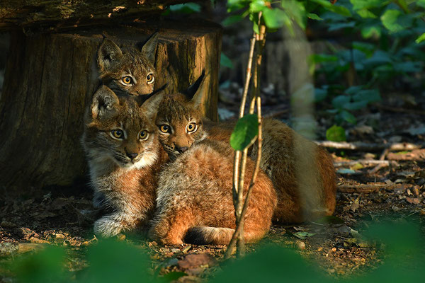 Jungluchse, Tierpark Gangelt