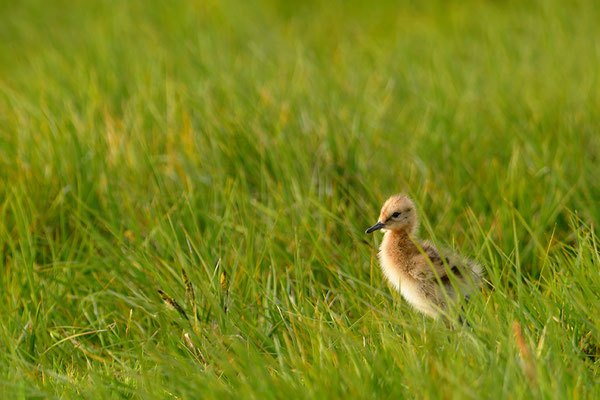 Uferschnepfe Jungvogel