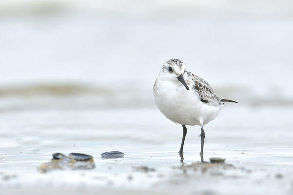 Sanderling
