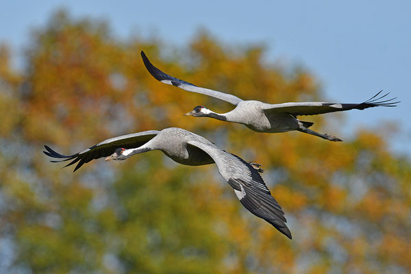 Kraniche im Flug